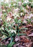 [22] śnieżyczka przebiśnieg Galanthus nivalis, fot. A. Dorda